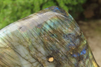 Polished Labradorite Standing Free Forms x 2 From Tulear, Madagascar