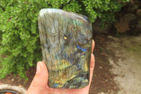 Polished Labradorite Standing Free Forms x 2 From Tulear, Madagascar