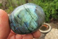 Polished Labradorite Palm Stones x 12 From Tulear, Madagascar