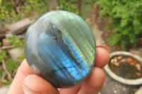 Polished Labradorite Palm Stones x 12 From Tulear, Madagascar