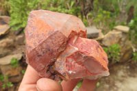 Natural Hematoid Quartz Crystals x 12 From Madagascar