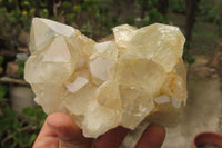 Natural Limonite Quartz Clusters x 5 From Zambia