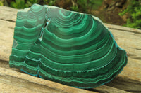 Polished Flower Banded Malacolla Slices x 6 From Kalukundi Mine, Congo