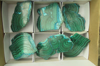 Polished Flower Banded Malacolla Slices x 6 From Kalukundi Mine, Congo