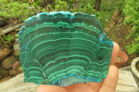 Polished Flower Banded Malacolla Slices x 6 From Kalukundi Mine, Congo