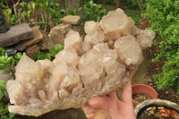 Natural Smokey Phantom Quartz Cluster x 1 From Luena, Congo