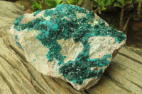 Natural Dioptase On Dolomite Specimen x 1 From Likasi, Congo