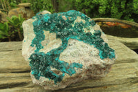 Natural Dioptase On Dolomite Specimen x 1 From Likasi, Congo