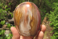 Polished Red Podocarpus Petrified Wood Standing Free Forms x 3 From Madagascar