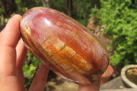 Polished Red Podocarpus Petrified Wood Standing Free Forms x 3 From Madagascar