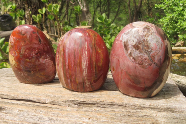 Polished Red Podocarpus Petrified Wood Standing Free Forms x 3 From Madagascar