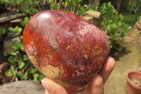 Polished Red Podocarpus Petrified Wood Standing Free Forms x 3 From Madagascar