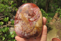 Polished Red Podocarpus Petrified Wood Standing Free Forms x 3 From Madagascar