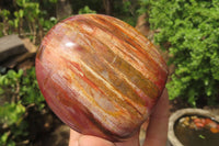 Polished Red Podocarpus Petrified Wood Standing Free Forms x 3 From Madagascar