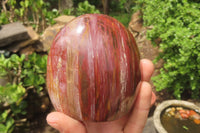 Polished Red Podocarpus Petrified Wood Standing Free Forms x 3 From Madagascar