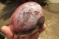 Polished Red Podocarpus Petrified Wood Standing Free Forms x 3 From Madagascar