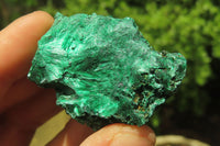 Natural Silky Malachite Specimens x 12 From Kasompe, Congo