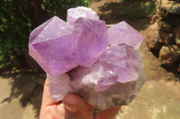 Natural Jacaranda Amethyst Quartz Clusters x 2 from Mumbwa, Zambia