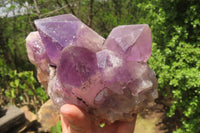 Natural Jacaranda Amethyst Quartz Clusters x 2 from Mumbwa, Zambia