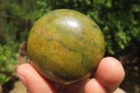 Polished Green Opal Palm Stones x 24 From Madagascar