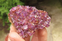 Natural Amethystos Amethyst Specimens x 12 From Kwaggafontein, South Africa