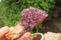 Natural Amethystos Amethyst Specimens x 12 From Kwaggafontein, South Africa