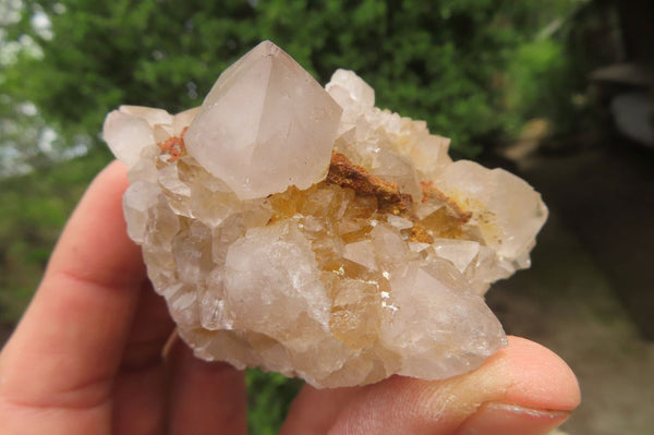 Natural Limonite Spirit Quartz Clusters x 12 From Boekenhouthoek, South Africa