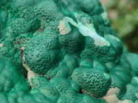 Natural Botryoidal Malachite Specimens x 1 From Kolwezi, Congo