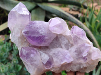 Natural Jacaranda Amethyst Quartz Cluster x 2 from Mumbwa, Zambia