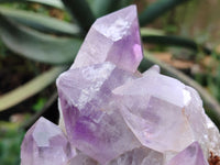 Natural Jacaranda Amethyst Quartz Cluster x 2 from Mumbwa, Zambia