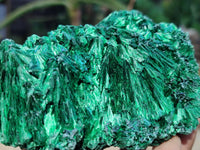 Natural Silky Malachite Specimens x 5 From Kasompe, Congo