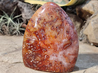 Polished Carnelian Standing Free Forms x 4 from Madagascar