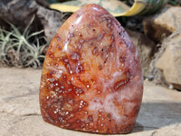 Polished Carnelian Standing Free Forms x 4 from Madagascar