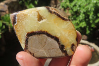 Polished Septerye Slices x 9 From Mahajanga, Madagascar