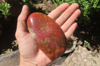 Polished Red Podocarpus Petrified Wood Standing Free Forms x 3 From Madagascar