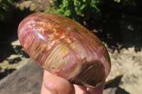 Polished Red Podocarpus Petrified Wood Standing Free Forms x 3 From Madagascar