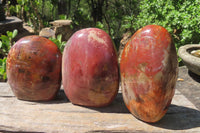 Polished Red Podocarpus Petrified Wood Standing Free Forms x 3 From Madagascar