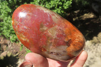 Polished Red Podocarpus Petrified Wood Standing Free Forms x 3 From Madagascar