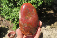 Polished Red Podocarpus Petrified Wood Standing Free Forms x 3 From Madagascar