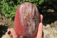 Polished Red Podocarpus Petrified Wood Standing Free Forms x 3 From Madagascar