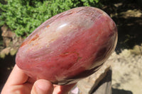 Polished Red Podocarpus Petrified Wood Standing Free Forms x 3 From Madagascar