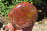 Polished Red Podocarpus Petrified Wood Standing Free Forms x 3 From Madagascar