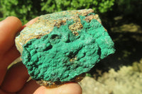 Natural Botryoidal Malachite Specimens x 12 From Congo