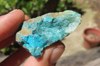 Natural Blue Shattuckite Specimens x "Lot" From Kaokoveld, Namibia