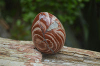 Polished Brecciated Red Jasper Eggs - Sold Per Item - From Northern Cape South Africa