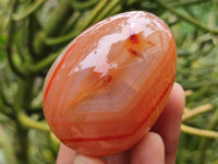 Polished Red Agate Gemstone Eggs - Sold Per Item - From Brazil