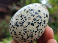 Polished Dalmatian Jasper Gemstone Eggs - Sold Per Item - From Chihuahua Mexico