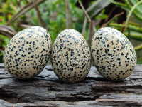 Polished Dalmatian Jasper Gemstone Eggs - Sold Per Item - From Chihuahua Mexico