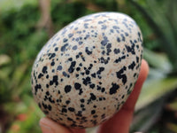 Polished Dalmatian Jasper Gemstone Eggs - Sold Per Item - From Chihuahua Mexico