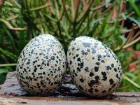 Polished Dalmatian Jasper Gemstone Eggs - Sold Per Item - From Chihuahua Mexico